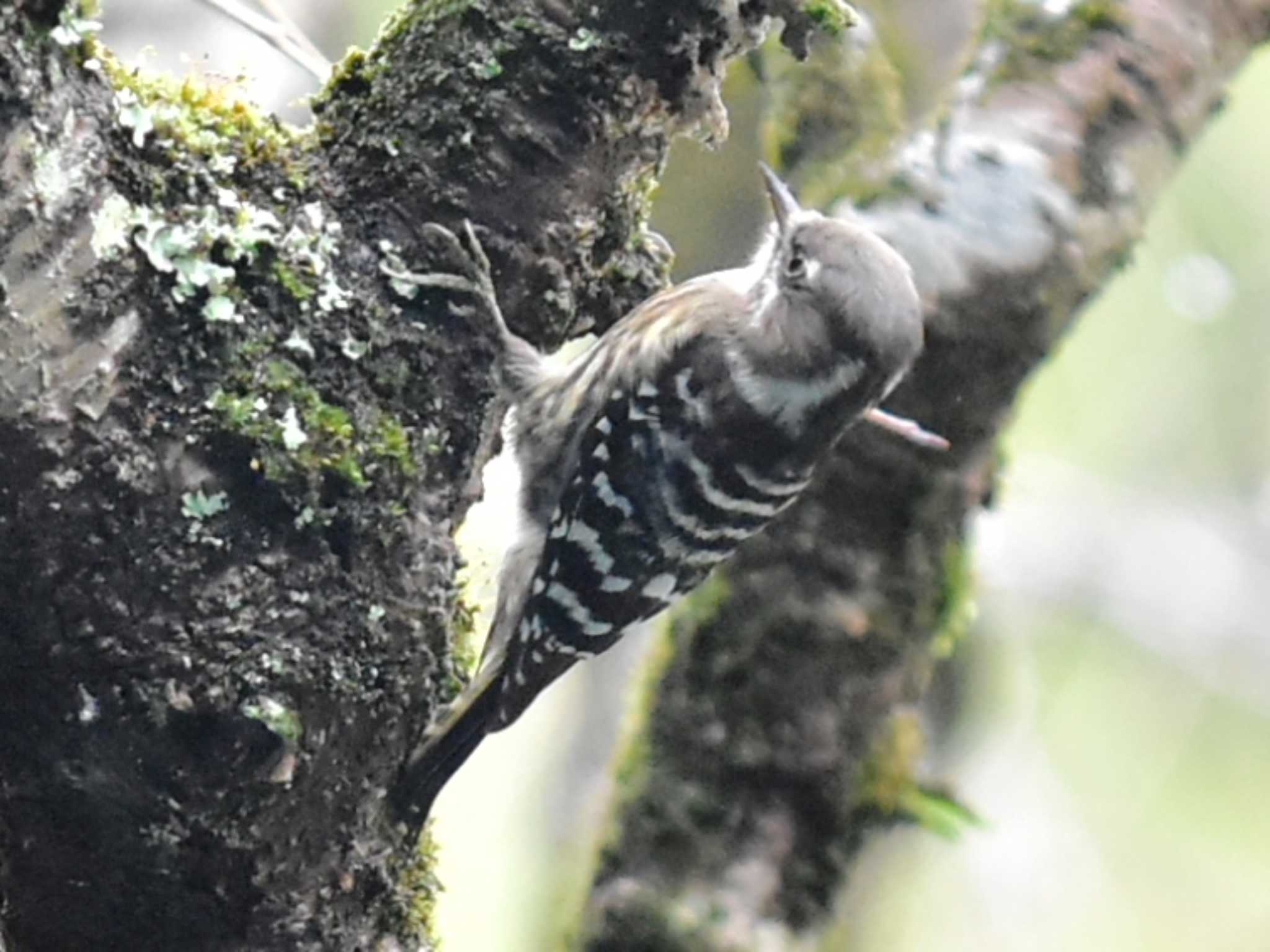 Japanese Pygmy Woodpecker