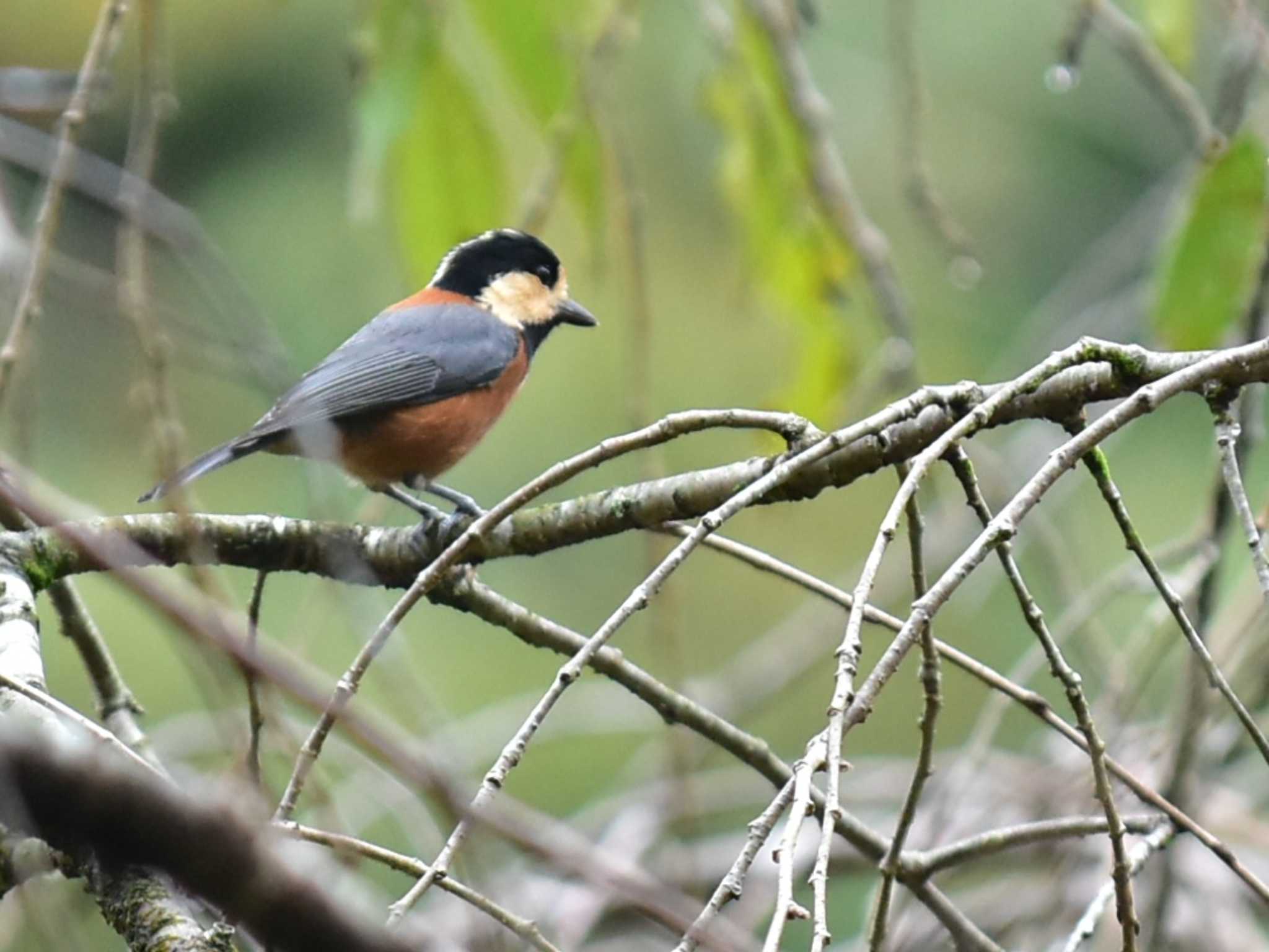 Varied Tit