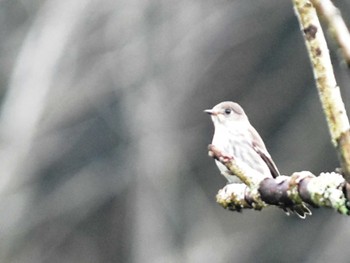 2022年10月17日(月) 立田山の野鳥観察記録