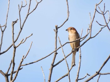 Sun, 10/16/2022 Birding report at Hattori Ryokuchi Park