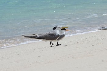 Greater Crested Tern Michaelmas Cay Mon, 10/10/2022