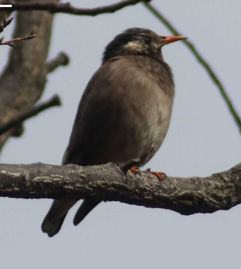 Photo of White-cheeked Starling at Maioka Park by HISA HISA