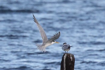 オオアジサシ 馬草海岸 2022年10月15日(土)