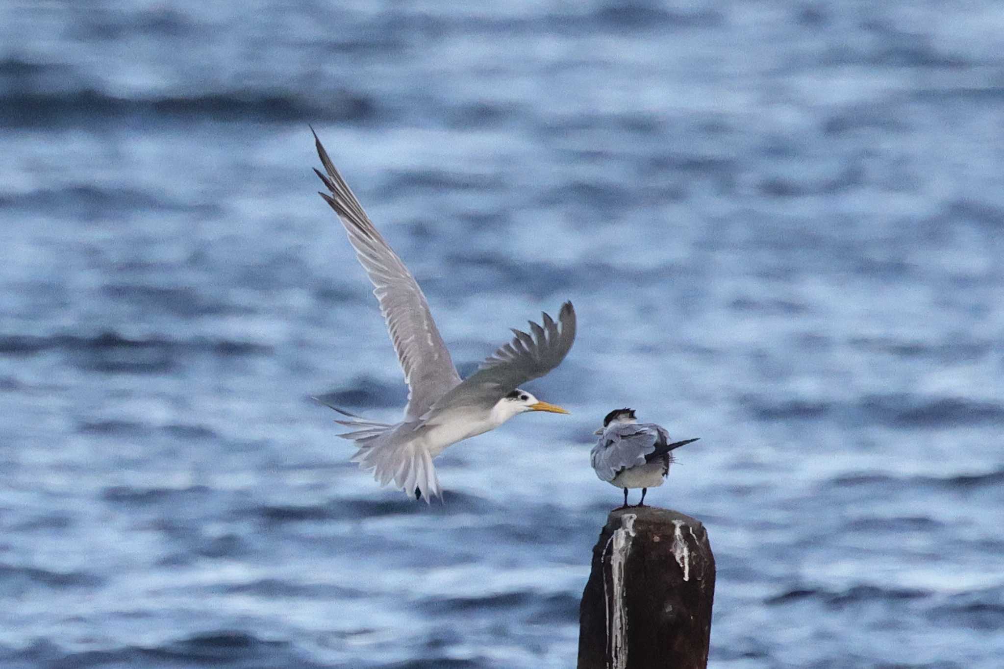 馬草海岸 オオアジサシの写真 by toshi