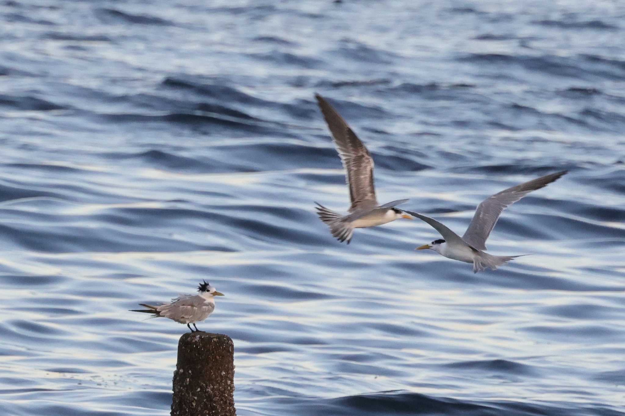 馬草海岸 オオアジサシの写真