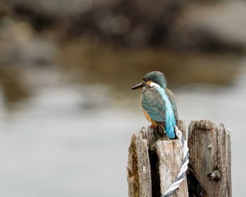 Common Kingfisher Tokyo Port Wild Bird Park Fri, 10/14/2022