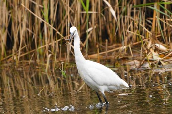 チュウサギ 葛西臨海公園 2022年10月15日(土)