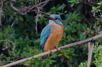 カワセミ 千里南公園 2022年10月17日(月)