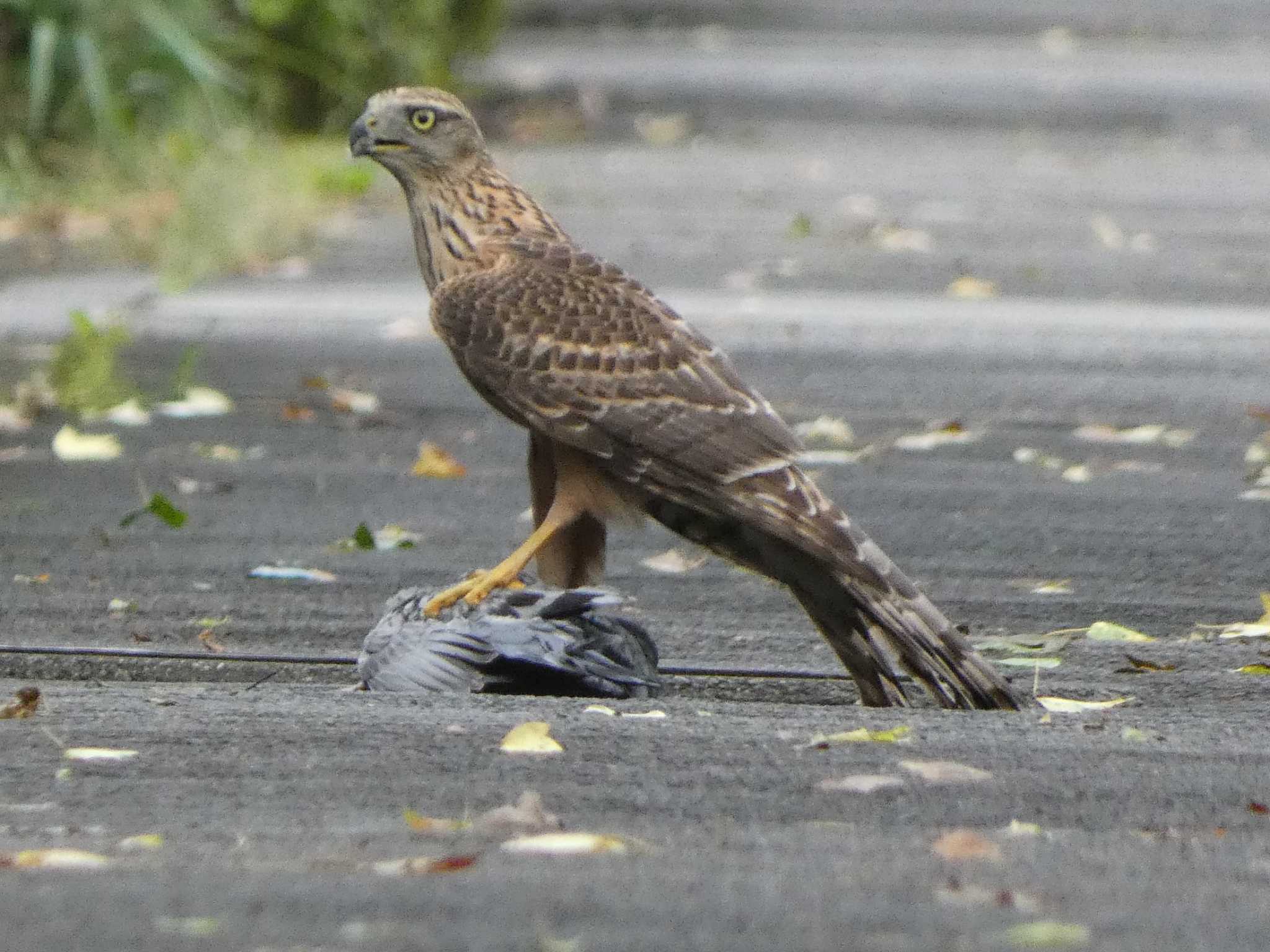 カワラバトを朝食に