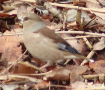 Hawfinch Maioka Park Sat, 2/10/2018