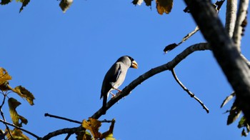 Japanese Grosbeak Arima Fuji Park Sun, 10/16/2022