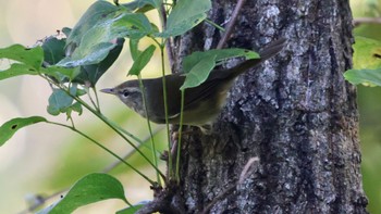 Kamchatka Leaf Warbler Arima Fuji Park Sun, 10/16/2022