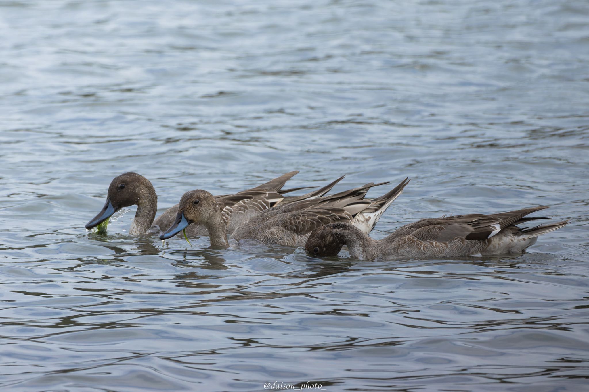 東京港野鳥公園 オナガガモの写真 by Daison