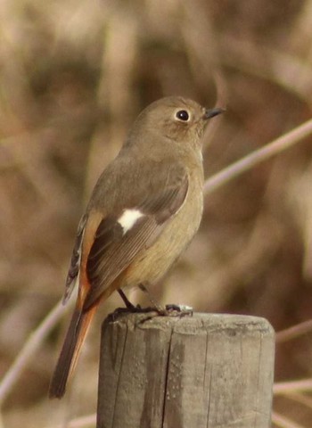 Daurian Redstart Maioka Park Sat, 2/10/2018