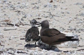 クロアジサシ Michaelmas Cay 2022年10月10日(月)