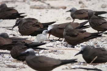 クロアジサシ Michaelmas Cay 2022年10月10日(月)