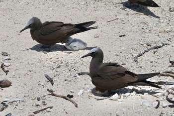 クロアジサシ Michaelmas Cay 2022年10月10日(月)