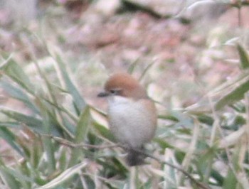 モズ 舞岡公園 2018年2月3日(土)