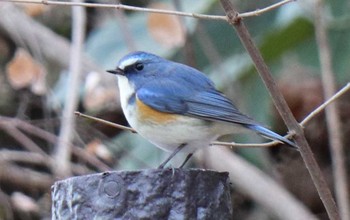 Red-flanked Bluetail 衣笠山公園 Sat, 1/6/2018