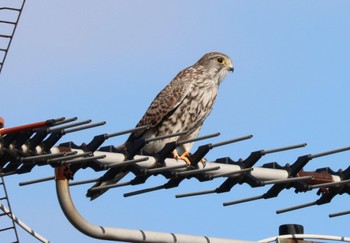 Common Kestrel Unknown Spots Sun, 10/16/2022