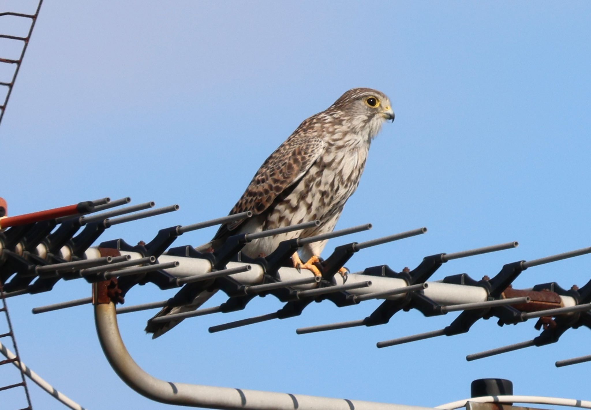 Photo of Common Kestrel at  by キジハタ