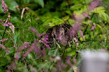 キジ 六甲高山植物園 2022年10月16日(日)