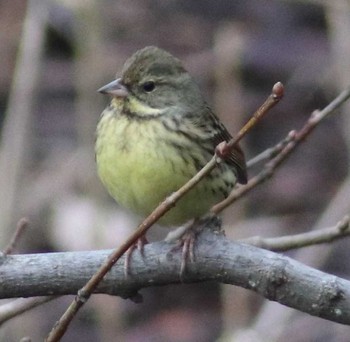 Masked Bunting Maioka Park Sat, 2/3/2018