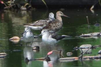 Black-tailed Godwit 沖新町蓮田 Fri, 8/10/2018