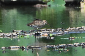 Black-tailed Godwit 沖新町蓮田 Fri, 8/10/2018