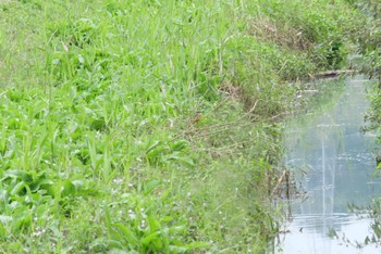 カワセミ 麻機遊水地 2022年10月17日(月)