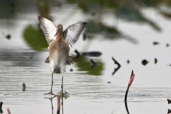 Black-tailed Godwit 沖新町蓮田 Mon, 9/2/2019