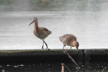 Black-tailed Godwit 沖新町蓮田 Mon, 9/2/2019