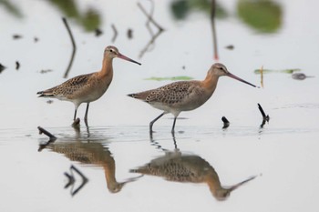 Black-tailed Godwit 沖新町蓮田 Mon, 9/2/2019