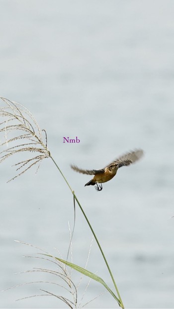 Amur Stonechat Unknown Spots Unknown Date