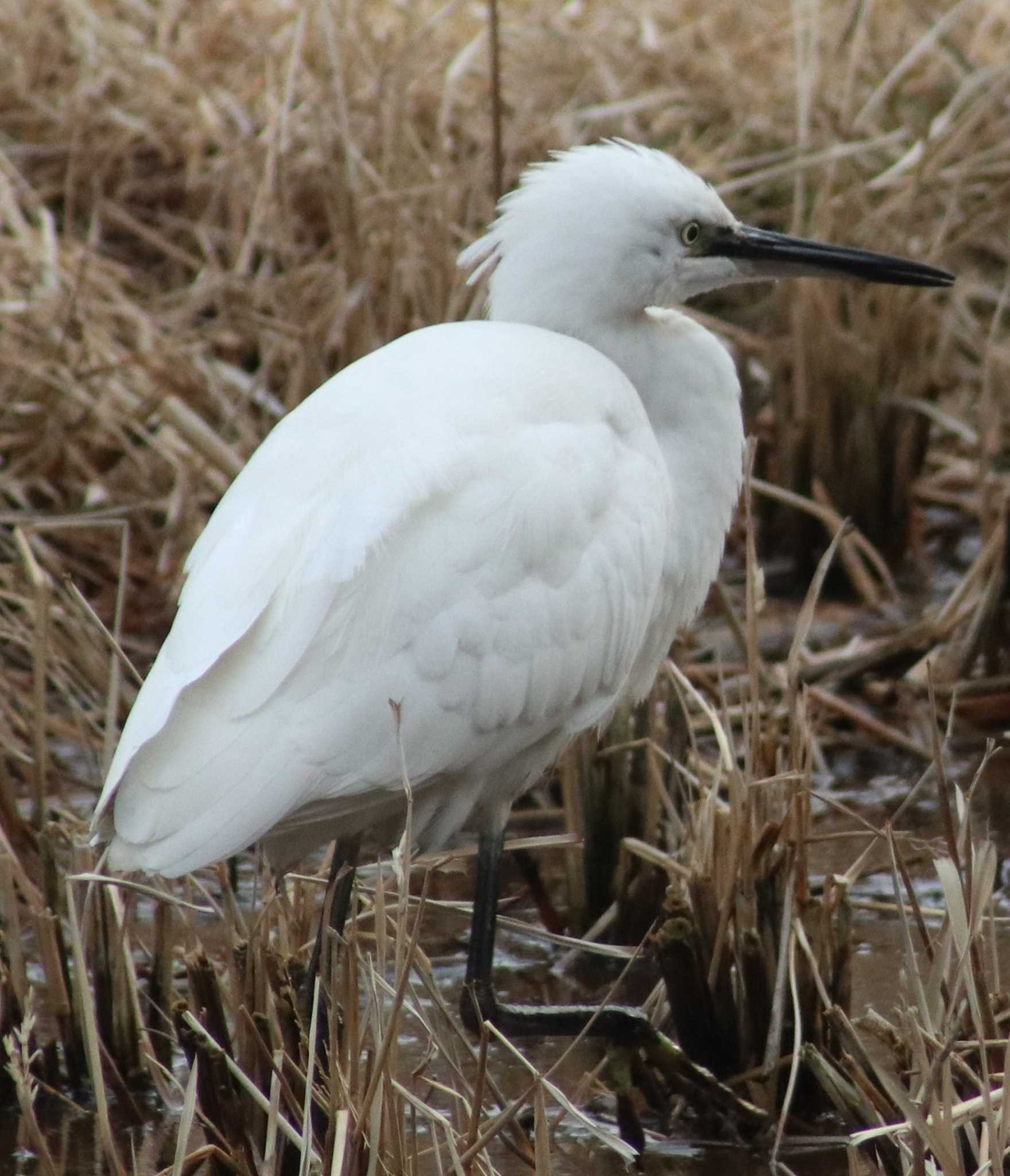 Photo of Little Egret at Maioka Park by HISA HISA