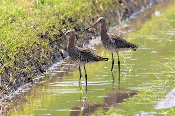 Black-tailed Godwit 室岡田圃 Wed, 5/4/2022