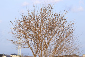 Brambling 佐賀県神埼市 Mon, 1/22/2018