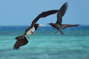 Mon, 10/10/2022 Birding report at Michaelmas Cay