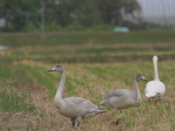 Tundra Swan 潟ノ内(島根県松江市) Mon, 10/17/2022