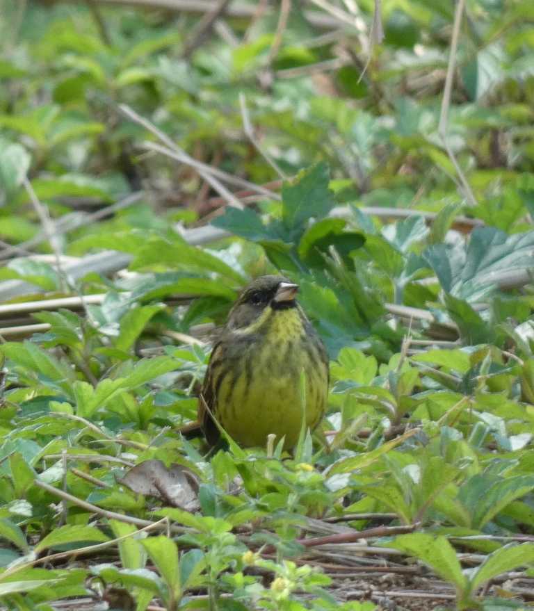 Photo of Masked Bunting at Yoron Island by あおこん