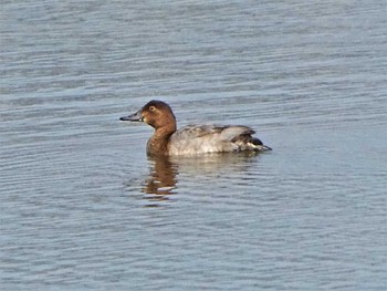 Common Pochard 河北潟 Sat, 10/15/2022