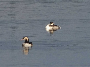 Great Crested Grebe 河北潟 Sat, 10/15/2022