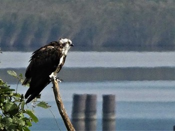 Sat, 10/15/2022 Birding report at 河北潟