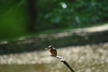 Common Kingfisher 東京都立小金井公園 Sat, 4/30/2022