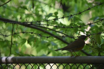 Pale Thrush 東京都立小金井公園 Sat, 4/30/2022