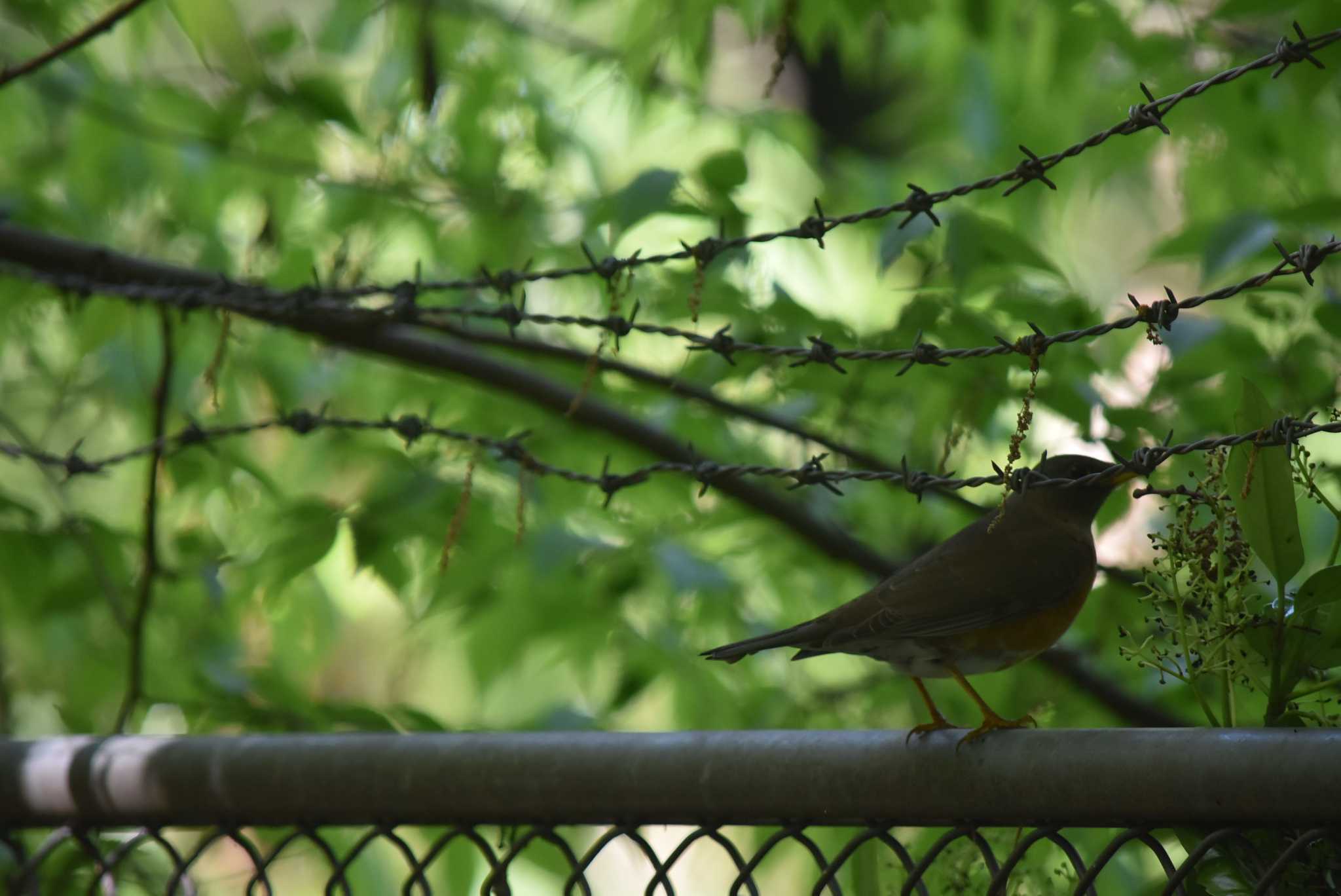 Photo of Pale Thrush at 東京都立小金井公園 by みやさん