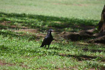 ハシボソガラス 東京都立小金井公園 2022年4月30日(土)