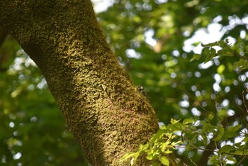 シジュウカラ 野川公園 2022年5月4日(水)