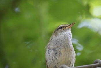 Japanese Bush Warbler 野川公園 Wed, 5/4/2022