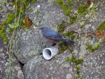 Blue Rock Thrush 早川 Sun, 10/9/2022